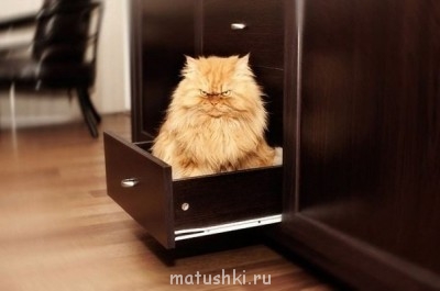 Любимая кошатинка  - 0x4EWEi-LiQ.jpg