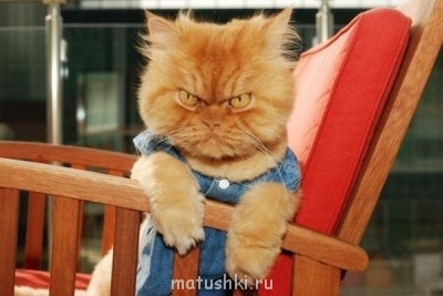 Любимая кошатинка  - hYflxxR9MDU.jpg