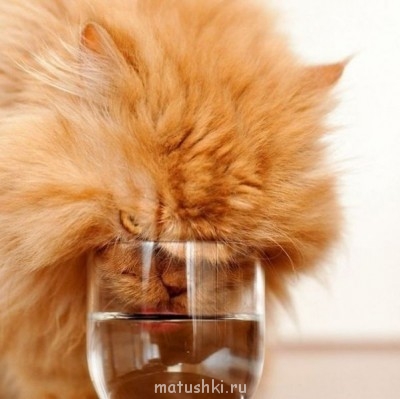 Любимая кошатинка  - JKeSC0yoniA.jpg