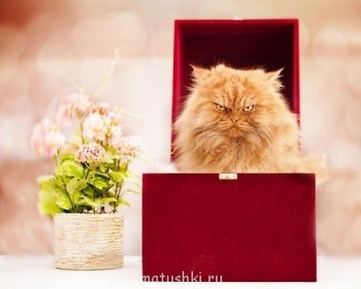 Любимая кошатинка  - nY2QGAA0KTg.jpg