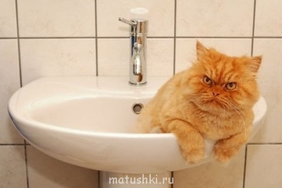 Любимая кошатинка  - Ua5ESd6FbmA.jpg