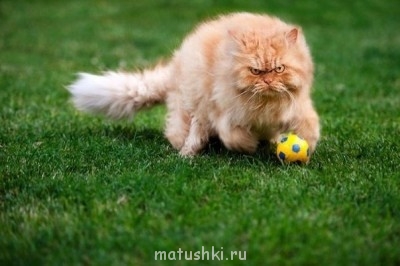 Любимая кошатинка  - ya7aciLADNE.jpg