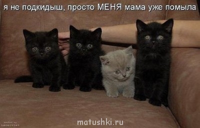 Любимая кошатинка  - getIma3кенge.jpg