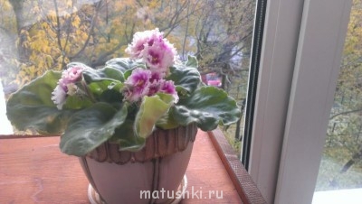 Наши цветы 2 - IMAG0211.jpg