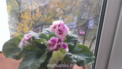 Наши цветы 2 - IMAG0209.jpg