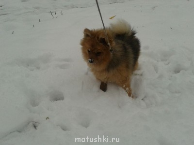 а этому зверю снег ну очень понравился!