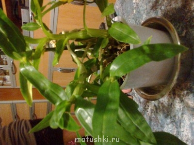 Орхидеи. - 20102014931.jpg