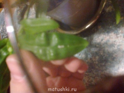 Орхидеи. - 20102014930.jpg