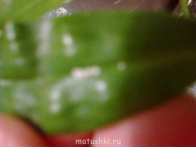 Орхидеи. - 20102014929.jpg