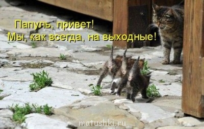 Любимая кошатинка  - humor.jpg
