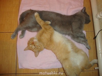 Я потеряла своего питомца  - DSC02190.JPG