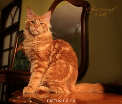 Любимая кошатинка  - Saurendi 1.jpg