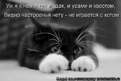 Любимая кошатинка  - 2675189.jpg