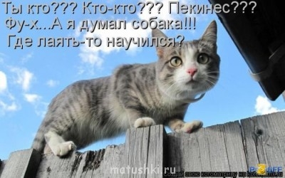 Любимая кошатинка  - 1281262530_kotomatrix_48.jpg