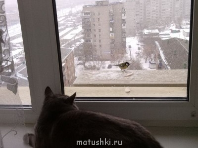 Любимая кошатинка  - IMG_20141031_160134.jpg