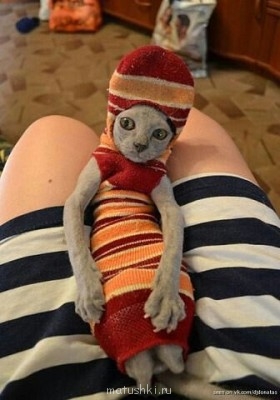 Любимая кошатинка  - imageкот.jpg