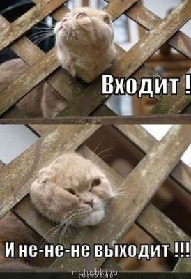 Любимая кошатинка  - getImage1.jpg