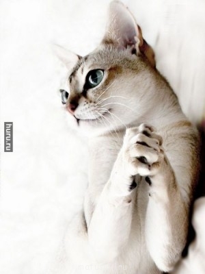 Любимая кошатинка  - киииса.jpg