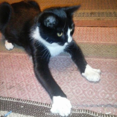 а это Котька внимательно следил за шнурком)))