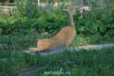 Любимая кошатинка  - DSC_1157.JPG