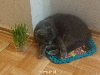 Любимая кошатинка  - IMG_20141120_175545.jpg