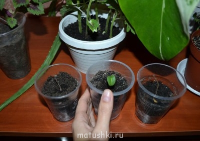 Наши цветы 2 - DSC_4121.JPG