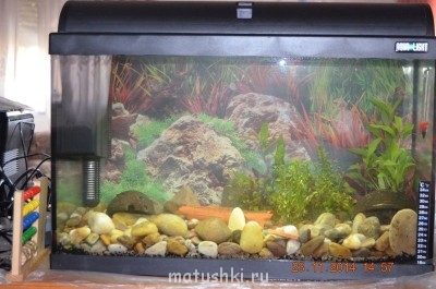 Аквариум. - DSC_0020.JPG