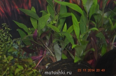 Аквариум. - DSC_0036.JPG