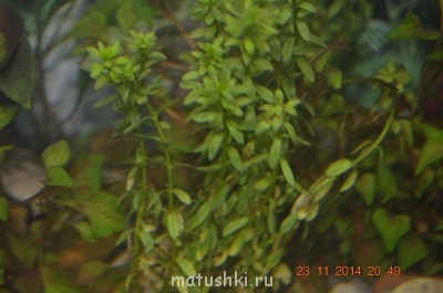 Аквариум. - DSC_0034.JPG