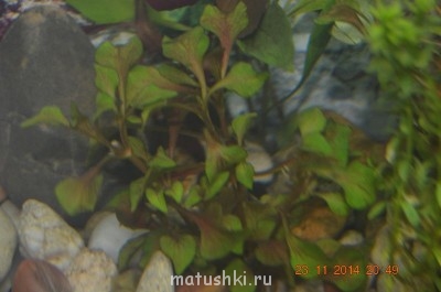 Аквариум. - DSC_0035.JPG