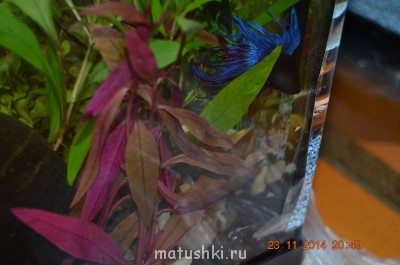 Аквариум. - DSC_0037.JPG