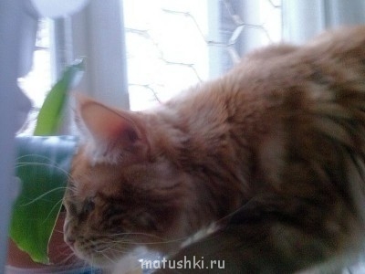 В джунглях)