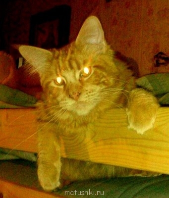 Мне сверху видно все, ты так и знай)