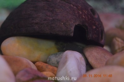 Аквариум. - DSC_0041.JPG