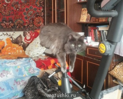 Тишка за здоровый образ жизни))