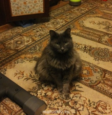 Умеет позировать...