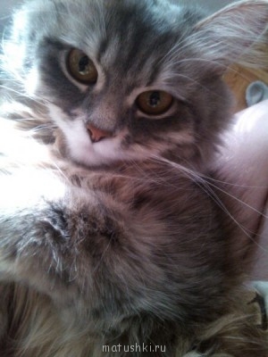 Королевившна Грэйс