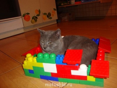 Любимая кошатинка  - DSC02196.JPG