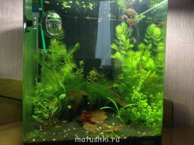 Аквариум. - image.jpg