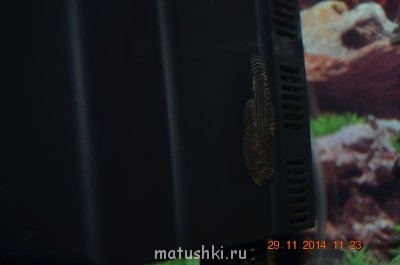 вентоса борнео или