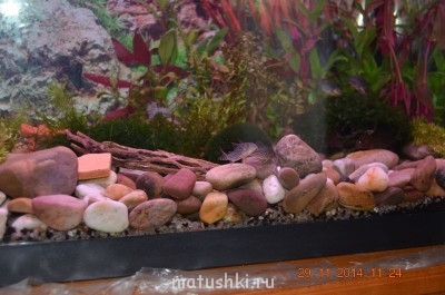 мои коридорасы