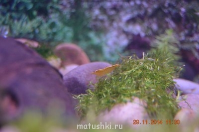 А это одна креветочка из тех что я купила вчера