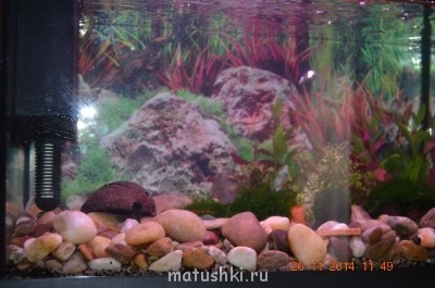 это мой яванский мох дней 4-5 назад<br />(он находится на кокосе с права на фото)