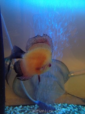 Аквариум. - image.jpg