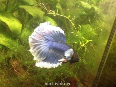 Аквариум. - image.jpg