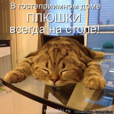 Любимая кошатинка  - image.jpg
