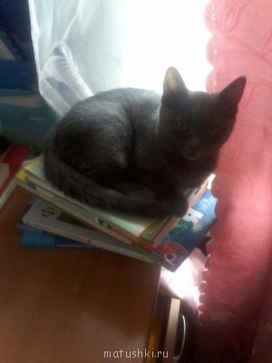 Любимая кошатинка  - Фото-0001.jpg