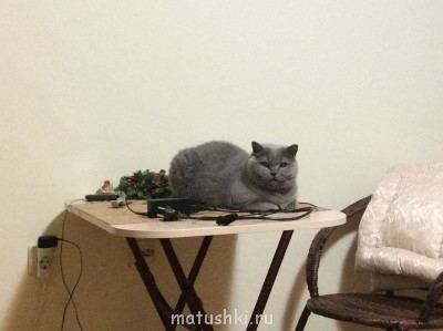 Любимая кошатинка  - photo 1.JPG