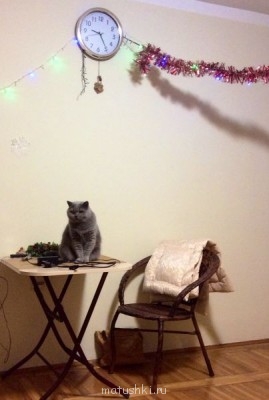 Любимая кошатинка  - photo 2.JPG