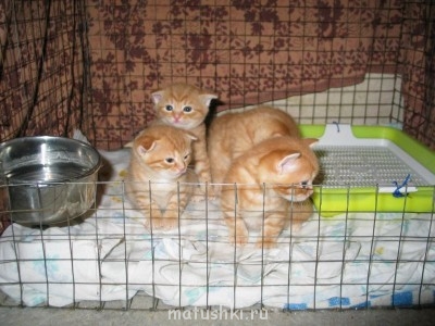 Любимая кошатинка  - image.jpg